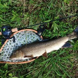 琵琶湖流入河川で釣りまくる